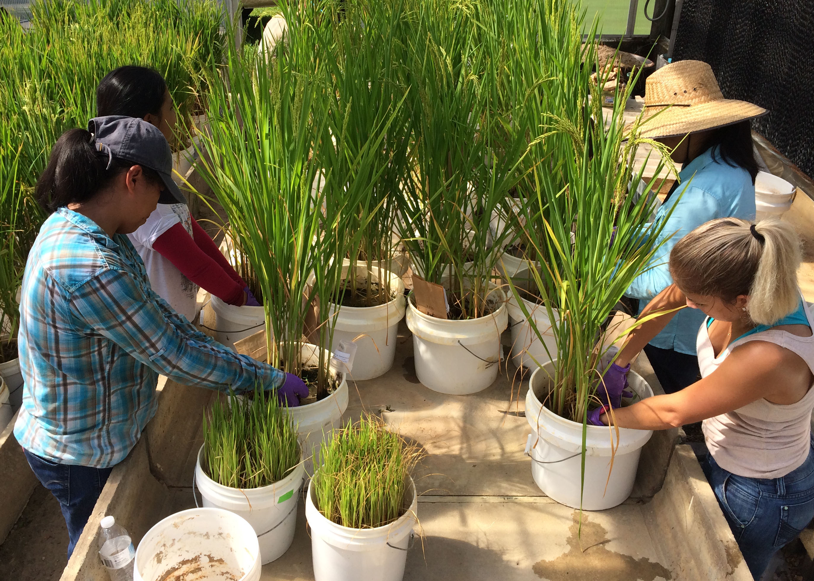 Potential of Silicon Fertilization in Reducing Arsenic Accumulation in Rice Grains
